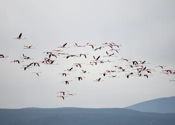 Flamingolardan görsel şölen