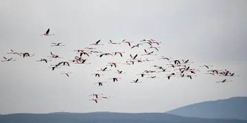 Flamingolardan görsel şölen