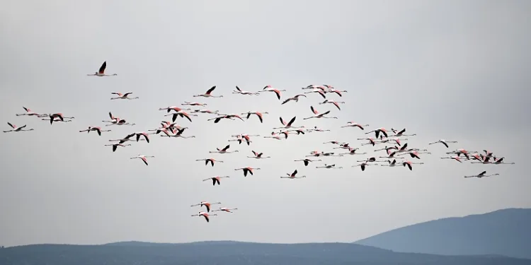 Flamingolardan görsel şölen