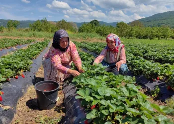 Bursa’nın çilek köyünde hasat başladı