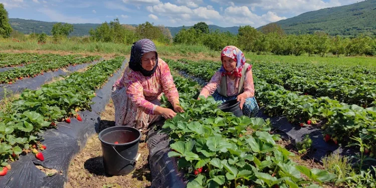 Bursa’nın çilek köyünde hasat başladı
