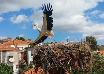 Saman ipleri leylekleri tehdit ediyor