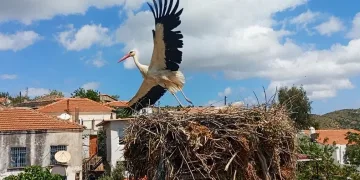 Saman ipleri leylekleri tehdit ediyor