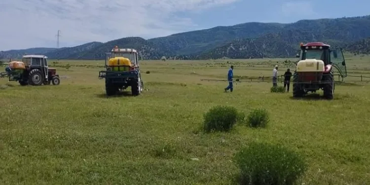 Amasya’da çekirge popülasyonu artan Kertme köyünün merasında ilaçlama yapıldı