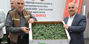 Akıncılar’da salçalık domates ve biber fidesi dağıtıldı
