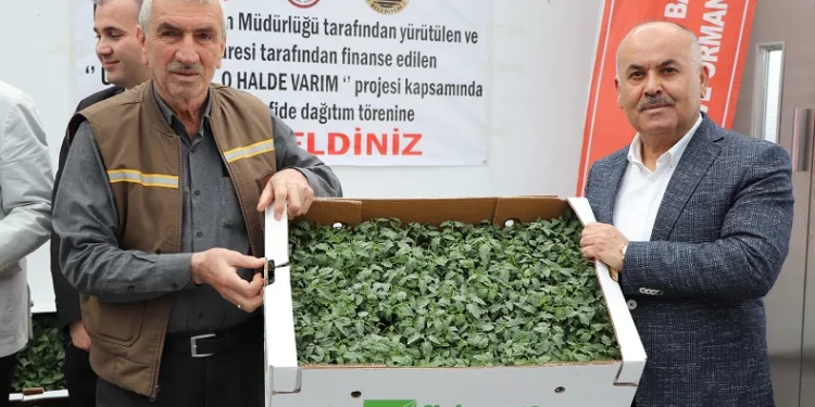 Akıncılar’da salçalık domates ve biber fidesi dağıtıldı