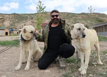 Uzmanından sürü köpekleri için kene uyarısı