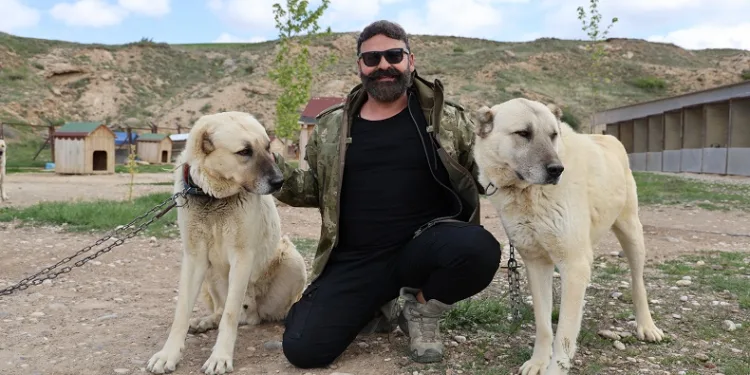 Uzmanından sürü köpekleri için kene uyarısı