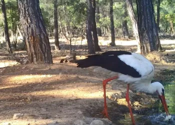 Leyleğin hijyenik beslenmesi fotokapanla görüntülendi