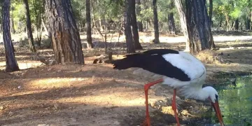 Leyleğin hijyenik beslenmesi fotokapanla görüntülendi