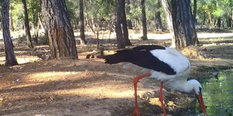 Leyleğin hijyenik beslenmesi fotokapanla görüntülendi