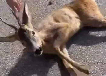 Aracın çarptığı yavru karaca tedavi altına alındı
