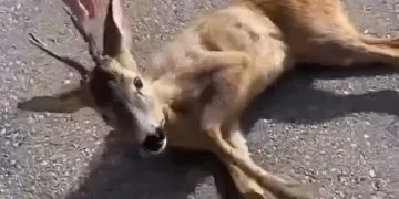 Aracın çarptığı yavru karaca tedavi altına alındı
