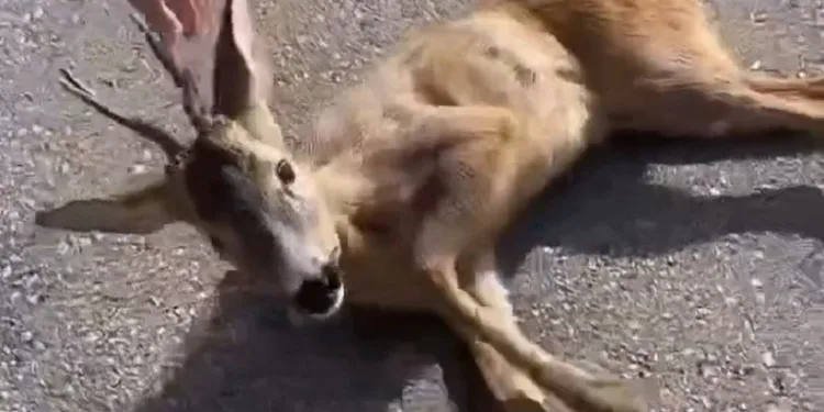 Aracın çarptığı yavru karaca tedavi altına alındı