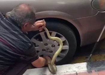 Arabadaki yılanı korkusuzca çıkardı