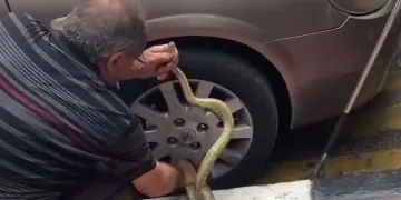 Arabadaki yılanı korkusuzca çıkardı