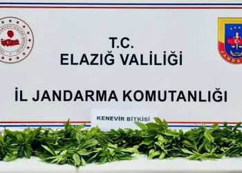 Elazığ’da 158 kök kenevir ele geçirildi