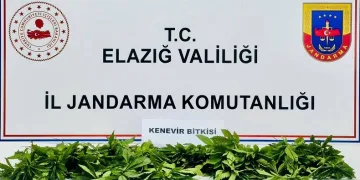 Elazığ’da 158 kök kenevir ele geçirildi