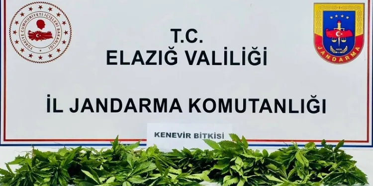 Elazığ’da 158 kök kenevir ele geçirildi