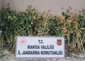 222 kök haşhaş ele geçirildi