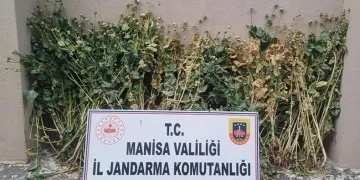222 kök haşhaş ele geçirildi
