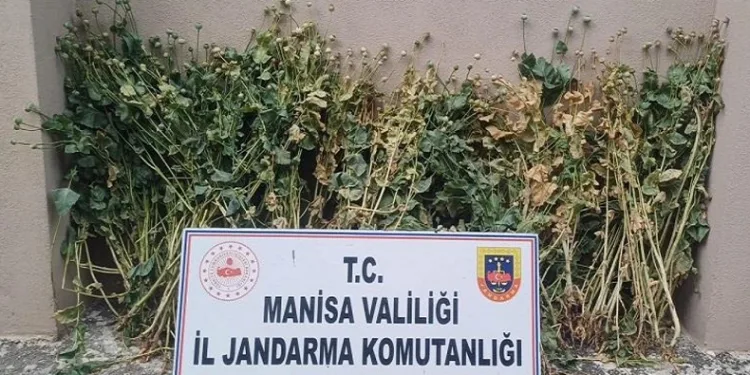 222 kök haşhaş ele geçirildi