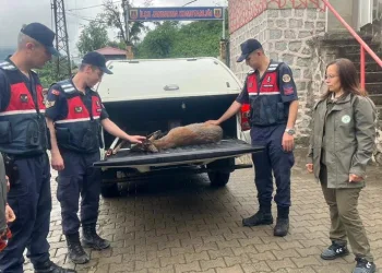 Yaralı karacaya jandarma şefkati