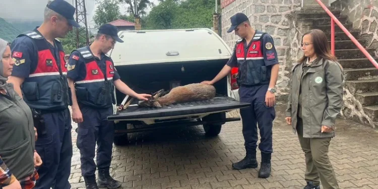 Yaralı karacaya jandarma şefkati
