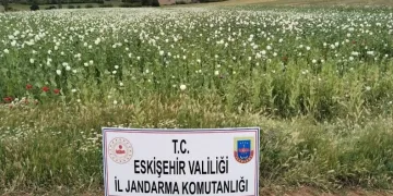 23 bin metrekare alana ekilen 22 bin 580 kök haşhaş bitkisi imha edildi