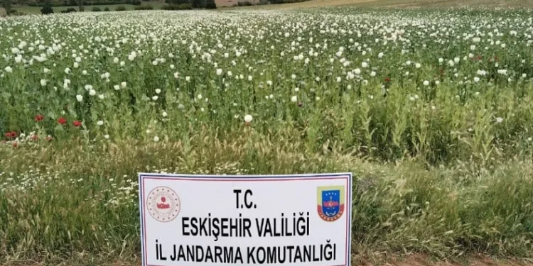 23 bin metrekare alana ekilen 22 bin 580 kök haşhaş bitkisi imha edildi