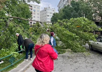 Devrilen ağaç yolu kapattı