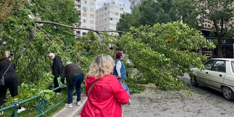 Devrilen ağaç yolu kapattı