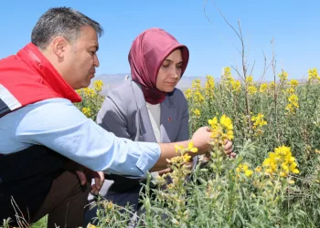 Eber Sarısı korunacak