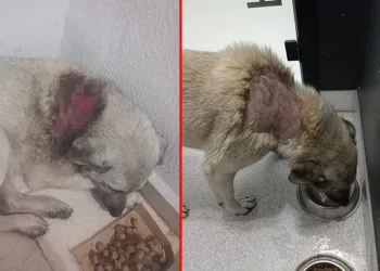 Sitede sokak köpeğinin üzerine kaynar su döküldü