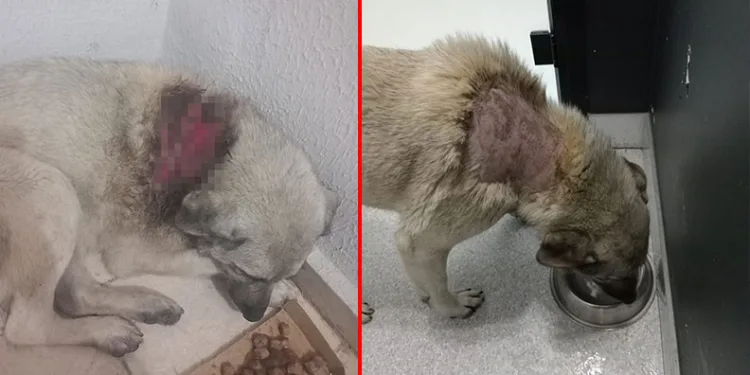 Sitede sokak köpeğinin üzerine kaynar su döküldü