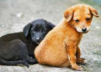 Başıboş köpek düzenlemesi geliyor