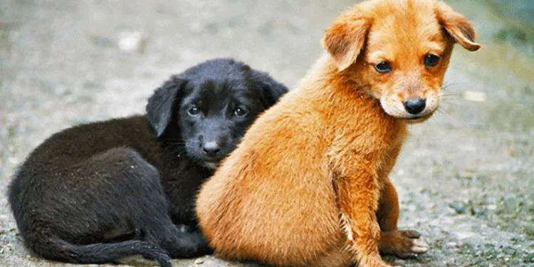 Başıboş köpek düzenlemesi geliyor