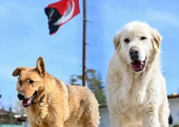 Başıboş köpek düzenlemesi geliyor