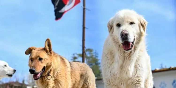 Başıboş köpek düzenlemesi geliyor