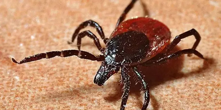 Kene vakasından 2 kişi öldü