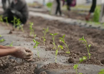 Ata tohumları toprakla buluştu