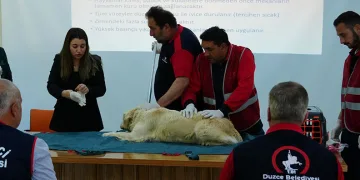 Sokak hayvanlarını yakalama ve toplama eğitimi