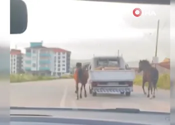 Atları aracın arkasına bağlayıp koşturdu
