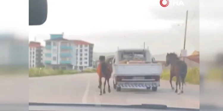 Atları aracın arkasına bağlayıp koşturdu