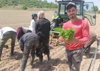 Bursa’da yeşil altın fideler toprakla buluşuyor