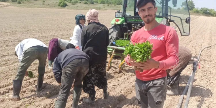 Bursa’da yeşil altın fideler toprakla buluşuyor