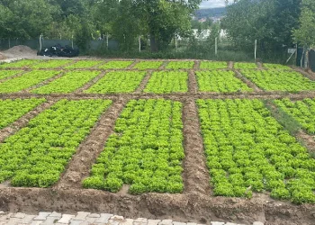 Bahar yağmurları tarlalara can suyu oldu