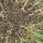 Batman'da dolu ve sağanak tarım arazilerini vurdu