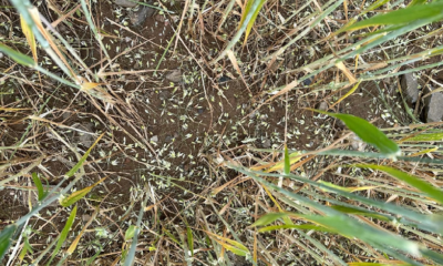 Batman'da dolu ve sağanak tarım arazilerini vurdu