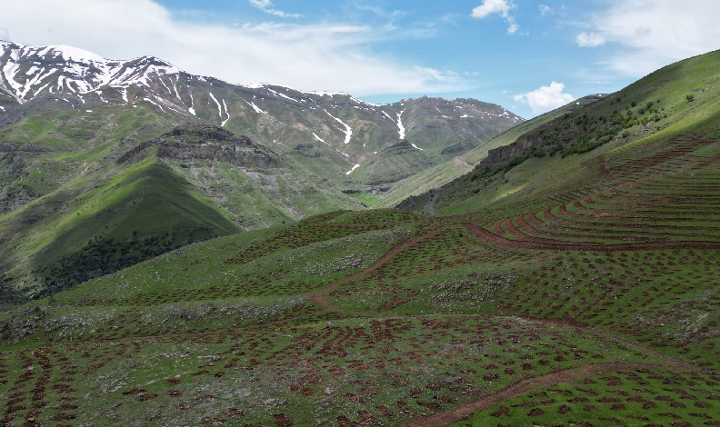 Terörün bittiği dağlar fidanlarla yeşillenecek